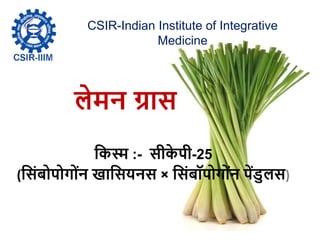 लेमन ग्रास
किस्म :- सीि
े पी-25
(कसिंबोपोगोिंन खाकसयनस × कसिंबॉपोगोिंन पेंडुलस)
CSIR-Indian Institute of Integrative
Medicine
 
