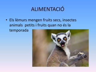 ALIMENTACIÓ
• Els lèmurs mengen fruits secs, insectes
animals petits i fruits quan no és la
temporada
 