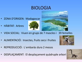 BIOLOGIA
• ZONA D’ORIGEN: Madagascar
• HÀBITAT: Arbres
• VIDA SOCIAL: Viuen en grups de 7 mascles i 39 femelles
• ALIMENTACIÓ: Insectes, fruits secs i fruites
• REPRODUCCIÓ: L´embaràs dura 2 mesos
• DESPLAÇAMENT: El desplaçament quàdruple arbori
 