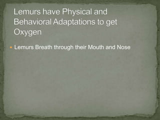  Lemurs Breath through their Mouth and Nose
 