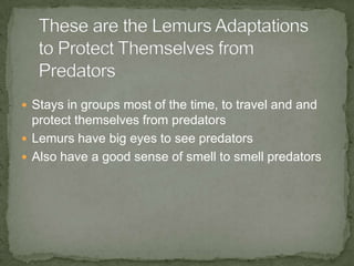  Stays in groups most of the time, to travel and and
  protect themselves from predators
 Lemurs have big eyes to see predators
 Also have a good sense of smell to smell predators
 