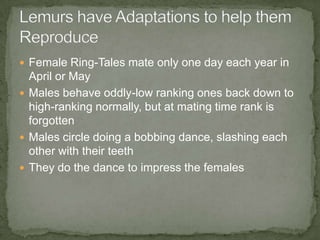  Female Ring-Tales mate only one day each year in
  April or May
 Males behave oddly-low ranking ones back down to
  high-ranking normally, but at mating time rank is
  forgotten
 Males circle doing a bobbing dance, slashing each
  other with their teeth
 They do the dance to impress the females
 