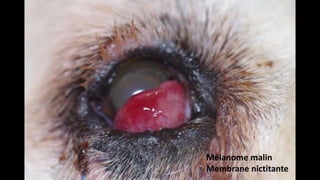 Mélanome malin
Membrane nictitante

 