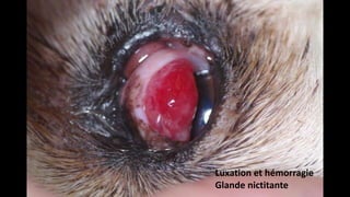 Luxation et hémorragie
Glande nictitante

 