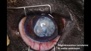 Dégénérescence cornéenne
Et uvéite antérieure

 
