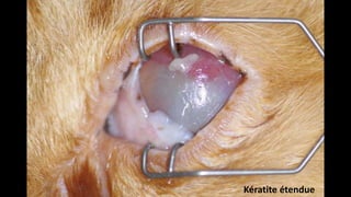 Kératite étendue

 