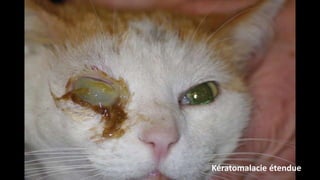 Kératomalacie étendue

 