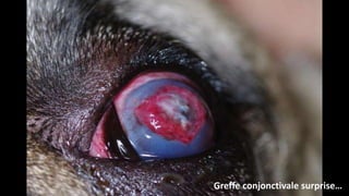 Greffe conjonctivale surprise…

 