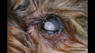 Keratomalacie

 