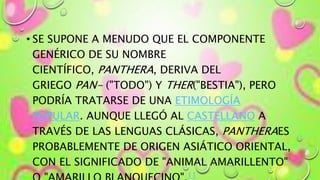 • SE SUPONE A MENUDO QUE EL COMPONENTE
GENÉRICO DE SU NOMBRE
CIENTÍFICO, PANTHERA, DERIVA DEL
GRIEGO PAN- ("TODO") Y THER("BESTIA"), PERO
PODRÍA TRATARSE DE UNA ETIMOLOGÍA
POPULAR. AUNQUE LLEGÓ AL CASTELLANO A
TRAVÉS DE LAS LENGUAS CLÁSICAS, PANTHERAES
PROBABLEMENTE DE ORIGEN ASIÁTICO ORIENTAL,
CON EL SIGNIFICADO DE "ANIMAL AMARILLENTO"
11
 