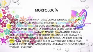 MORFOLOGÍA
• EL LEÓN ES EL FELINO VIVIENTE MÁS GRANDE JUNTO AL TIGRE. CON
UNAS EXTREMIDADES POTENTES, UNA FUERTE MANDÍBULA Y
UNOS DIENTES CANINOS DE OCHO CENTÍMETROS, EL LEÓN PUEDE
MATAR GRANDES PRESAS.12 LA COLORACIÓN DE LOS LEONES VA DESDE
UN COLOR BEIS CLARO HASTA UN MARRÓN AMARILLENTO, ROJIZO U
OCRE OSCURO. LAS PARTES INFERIORES SUELEN SER MÁS CLARAS Y EL
PELO DEL EXTREMO FINAL DE LA COLA ES NEGRO. LAS CRÍAS DE LEÓN
POSEEN UN DIBUJO MANCHADO QUE SE VA PERDIENDO CON LA EDAD,
AUNQUE A VECES PUEDE APRECIARSE EN LAS PATAS Y EL VIENTRE, SOBRE
TODO DE LAS LEONAS.
 