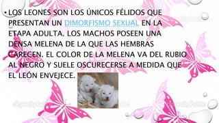 • LOS LEONES SON LOS ÚNICOS FÉLIDOS QUE
PRESENTAN UN DIMORFISMO SEXUAL EN LA
ETAPA ADULTA. LOS MACHOS POSEEN UNA
DENSA MELENA DE LA QUE LAS HEMBRAS
CARECEN. EL COLOR DE LA MELENA VA DEL RUBIO
AL NEGRO Y SUELE OSCURECERSE A MEDIDA QUE
EL LEÓN ENVEJECE.
 