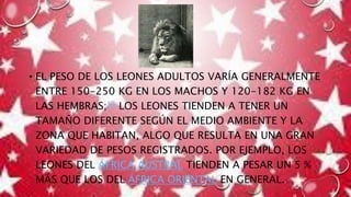 • EL PESO DE LOS LEONES ADULTOS VARÍA GENERALMENTE
ENTRE 150-250 KG EN LOS MACHOS Y 120-182 KG EN
LAS HEMBRAS;13 LOS LEONES TIENDEN A TENER UN
TAMAÑO DIFERENTE SEGÚN EL MEDIO AMBIENTE Y LA
ZONA QUE HABITAN, ALGO QUE RESULTA EN UNA GRAN
VARIEDAD DE PESOS REGISTRADOS. POR EJEMPLO, LOS
LEONES DEL ÁFRICA AUSTRAL TIENDEN A PESAR UN 5 %
MÁS QUE LOS DEL ÁFRICA ORIENTAL EN GENERAL.
 