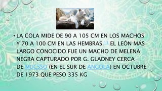 • LA COLA MIDE DE 90 A 105 CM EN LOS MACHOS
Y 70 A 100 CM EN LAS HEMBRAS.13 EL LEÓN MÁS
LARGO CONOCIDO FUE UN MACHO DE MELENA
NEGRA CAPTURADO POR G. GLADNEY CERCA
DE MUCSSO (EN EL SUR DE ANGOLA) EN OCTUBRE
DE 1973 QUE PESO 335 KG
 