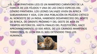 • EL LEÓN (PANTHERA LEO) ES UN MAMÍFERO CARNÍVORO DE LA
FAMILIA DE LOS FÉLIDOS Y UNA DE LAS CINCO ESPECIES DEL
GÉNERO PANTHERA. LOS LEONES SALVAJES VIVEN EN ÁFRICA
SUBSAHARIANA Y ASIA, CON UNA POBLACIÓN EN PELIGRO CRÍTICO
AL NOROESTE DE LA INDIA, HABIENDO DESAPARECIDO DEL NORTE
DE ÁFRICA, DE ORIENTE PRÓXIMO Y DEL OESTE DE ASIA EN
TIEMPOS HISTÓRICOS. HASTA FINALES DEL PLEISTOCENO, HACE
APROXIMADAMENTE 10 000 AÑOS, DE LOS GRANDES MAMÍFEROS
TERRESTRES, EL LEÓN ERA EL MÁS EXTENDIDO TRAS LOS
HUMANOS.
 