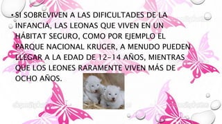 • SI SOBREVIVEN A LAS DIFICULTADES DE LA
INFANCIA, LAS LEONAS QUE VIVEN EN UN
HÁBITAT SEGURO, COMO POR EJEMPLO EL
PARQUE NACIONAL KRUGER, A MENUDO PUEDEN
LLEGAR A LA EDAD DE 12-14 AÑOS, MIENTRAS
QUE LOS LEONES RARAMENTE VIVEN MÁS DE
OCHO AÑOS.
 