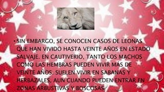 • SIN EMBARGO, SE CONOCEN CASOS DE LEONAS
QUE HAN VIVIDO HASTA VEINTE AÑOS EN ESTADO
SALVAJE. EN CAUTIVERIO, TANTO LOS MACHOS
COMO LAS HEMBRAS PUEDEN VIVIR MÁS DE
VEINTE AÑOS. SUELEN VIVIR EN SABANAS Y
HERBAZALES, AUN CUANDO PUEDEN ENTRAR EN
ZONAS ARBUSTIVAS Y BOSCOSAS.
 