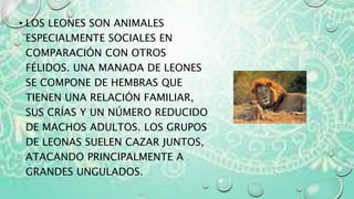 • LOS LEONES SON ANIMALES
ESPECIALMENTE SOCIALES EN
COMPARACIÓN CON OTROS
FÉLIDOS. UNA MANADA DE LEONES
SE COMPONE DE HEMBRAS QUE
TIENEN UNA RELACIÓN FAMILIAR,
SUS CRÍAS Y UN NÚMERO REDUCIDO
DE MACHOS ADULTOS. LOS GRUPOS
DE LEONAS SUELEN CAZAR JUNTOS,
ATACANDO PRINCIPALMENTE A
GRANDES UNGULADOS.
 