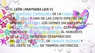 • EL LEÓN (PANTHERA LEO) ES
UN MAMÍFERO CARNÍVORO DE LA FAMILIA DE
LOS FÉLIDOS Y UNA DE LAS CINCO ESPECIES DEL
GÉNERO PANTHERA. LOS LEONES SALVAJES VIVEN
EN ÁFRICA SUBSAHARIANA Y ASIA, CON UNA
POBLACIÓN EN PELIGRO CRÍTICO AL NOROESTE
DE LA INDIA, HABIENDO DESAPARECIDO
DEL NORTE DE ÁFRICA, DE ORIENTE PRÓXIMO Y
DEL OESTE DE ASIA EN TIEMPOS HISTÓRICOS.
 