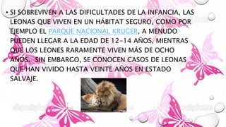 • SI SOBREVIVEN A LAS DIFICULTADES DE LA INFANCIA, LAS
LEONAS QUE VIVEN EN UN HÁBITAT SEGURO, COMO POR
EJEMPLO EL PARQUE NACIONAL KRUGER, A MENUDO
PUEDEN LLEGAR A LA EDAD DE 12-14 AÑOS, MIENTRAS
QUE LOS LEONES RARAMENTE VIVEN MÁS DE OCHO
AÑOS.6 SIN EMBARGO, SE CONOCEN CASOS DE LEONAS
QUE HAN VIVIDO HASTA VEINTE AÑOS EN ESTADO
SALVAJE.
 
