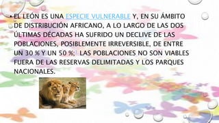 • EL LEÓN ES UNA ESPECIE VULNERABLE Y, EN SU ÁMBITO
DE DISTRIBUCIÓN AFRICANO, A LO LARGO DE LAS DOS
ÚLTIMAS DÉCADAS HA SUFRIDO UN DECLIVE DE LAS
POBLACIONES, POSIBLEMENTE IRREVERSIBLE, DE ENTRE
UN 30 % Y UN 50 %;1 LAS POBLACIONES NO SON VIABLES
FUERA DE LAS RESERVAS DELIMITADAS Y LOS PARQUES
NACIONALES.
 