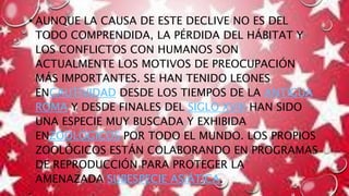 • AUNQUE LA CAUSA DE ESTE DECLIVE NO ES DEL
TODO COMPRENDIDA, LA PÉRDIDA DEL HÁBITAT Y
LOS CONFLICTOS CON HUMANOS SON
ACTUALMENTE LOS MOTIVOS DE PREOCUPACIÓN
MÁS IMPORTANTES. SE HAN TENIDO LEONES
ENCAUTIVIDAD DESDE LOS TIEMPOS DE LA ANTIGUA
ROMA Y DESDE FINALES DEL SIGLO XVIII HAN SIDO
UNA ESPECIE MUY BUSCADA Y EXHIBIDA
ENZOOLÓGICOS POR TODO EL MUNDO. LOS PROPIOS
ZOOLÓGICOS ESTÁN COLABORANDO EN PROGRAMAS
DE REPRODUCCIÓN PARA PROTEGER LA
AMENAZADA SUBESPECIE ASIÁTICA.
•
 