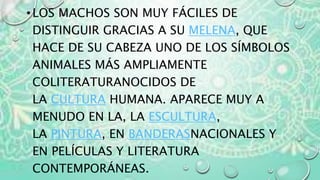•LOS MACHOS SON MUY FÁCILES DE
DISTINGUIR GRACIAS A SU MELENA, QUE
HACE DE SU CABEZA UNO DE LOS SÍMBOLOS
ANIMALES MÁS AMPLIAMENTE
COLITERATURANOCIDOS DE
LA CULTURA HUMANA. APARECE MUY A
MENUDO EN LA, LA ESCULTURA,
LA PINTURA, EN BANDERASNACIONALES Y
EN PELÍCULAS Y LITERATURA
CONTEMPORÁNEAS.
 