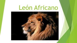 León Africano
 