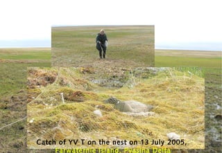 Catch of YV T on the nest on 13 July 2005,
         Farwaternie Island, Pyasina Delta
11 nests of Brent Geese around a Snowy Owl nest.
 