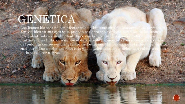 El Leon Blanco Esta En Peligro De Extincion