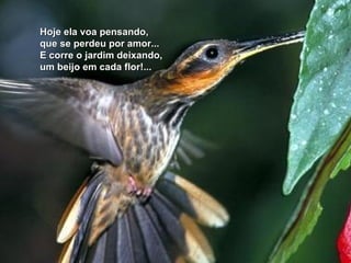 Hoje ela voa pensando, que se perdeu por amor... E corre o jardim deixando, um beijo em cada flor!... 