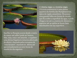A vitória-régia ou victória-régia
(Victoria amazonica) é uma planta
aquática da família das Nymphaeaceae,
típica da região amazônica. Ela possui
uma grande folha em forma de círculo,
que fica sobre a superfície da água, e pode
chegar a ter até 2,5 metros de diâmetro e
suportar até 40 quilos se forem bem
distribuídos em sua superfície.
Sua flor (a floração ocorre desde o início
de março até julho) pode ser branca,
lilás, roxa, rosa e até amarela , e expelem
uma divina fragrância noturna adocicado
do abricó, chamada pelos europeus de
"rosa lacustre", mantem-se aberta até
aproximadamente as nove horas da
manhã do dia seguinte.
 