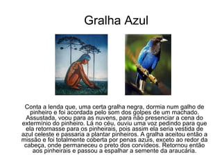 Gralha Azul Conta a lenda que, uma certa gralha negra, dormia num galho de pinheiro e foi acordada pelo som dos golpes de um machado. Assustada, voou para as nuvens, para não presenciar a cena do extermínio do pinheiro. Lá no céu, ouviu uma voz pedindo para que ela retornasse para os pinheirais, pois assim ela seria vestida de azul celeste e passaria a plantar pinheiros. A gralha aceitou então a missão e foi totalmente coberta por penas azuis, exceto ao redor da cabeça, onde permaneceu o preto dos corvídeos. Retornou então aos pinheirais e passou a espalhar a semente da araucária. 