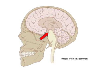 Image: wikimedia commons
 