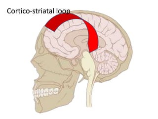 Cortico-striatal loop
 