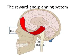 The reward-and-planning system
Goal / State
Identify Tasks
Sequence/
Problem solve
Block Distractions
 