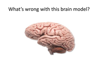 What’s wrong with this brain model?
 