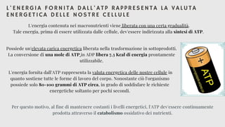 Per questo motivo, al fine di mantenere costanti i livelli energetici, l'ATP dev'essere continuamente
prodotta attraverso il catabolismo ossidativo dei nutrienti.
L'ENERGIA FORNITA DALL'ATP RAPPRESENTA LA VALUTA
ENERGETICA DELLE NOSTRE CELLULE
L'energia contenuta nei macronutrienti viene liberata con una certa gradualità.
Tale energia, prima di essere utilizzata dalle cellule, dev'essere indirizzata alla sintesi di ATP.




Possiede un'elevata carica energetica liberata nella trasformazione in sottoprodotti.
La conversione di una mole di ATP in ADP libera 7,3 Kcal di energia prontamente
utilizzabile.




L'energia fornita dall'ATP rappresenta la valuta energetica delle nostre cellule in
quanto sostiene tutte le forme di lavoro del corpo. Nonostante ciò l'organismo
possiede solo 80-100 grammi di ATP circa, in grado di soddisfare le richieste
energetiche soltanto per pochi secondi.


 