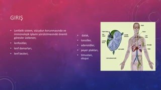 GIRIŞ
• Lenfatik sistem, vücudun korunmasında ve
immünolojik işlevin yürütülmesinde önemli
görevler üstlenen;
• lenfositler,
• lenf damarları,
• lenf bezleri,
• dalak,
• tonsiller,
• adenoidler,
• peyer plakları,
• timustan,
oluşur.
 