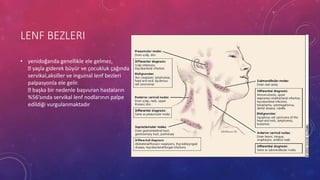 LENF BEZLERI
• yenidoğanda genellikle ele gelmez,
yaşla giderek büyür ve çocukluk çağında
servikal,aksiller ve inguinal lenf bezleri
palpasyonla ele gelir.
başka bir nedenle başvuran hastaların
%56’sında servikal lenf nodlarının palpe
edildiği vurgulanmaktadır
 