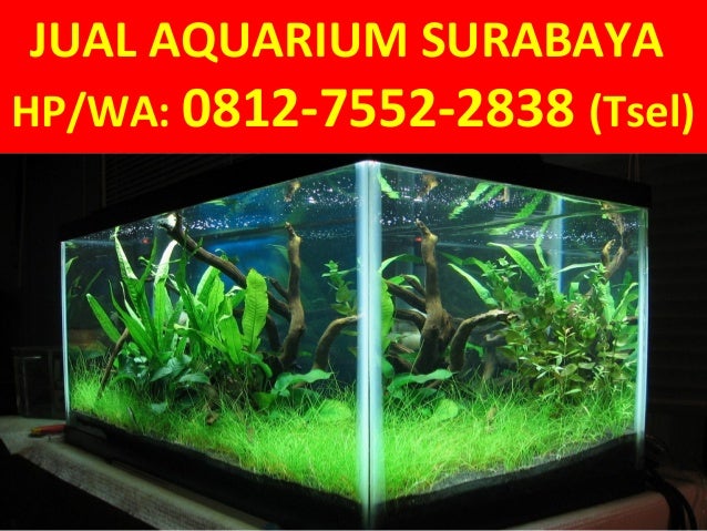 Hp Wa 0812 7552 2838 Tsel Jual Aquarium Lengkap Surabaya