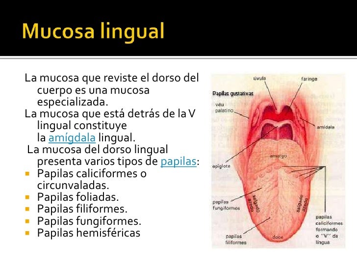 Papilas hemisfericas Papilas hemisfericas