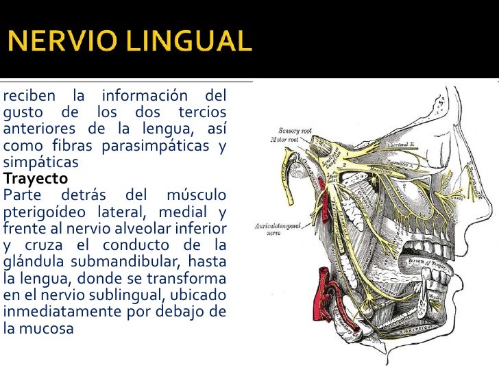La composición del ungüento contra el hongo
