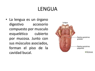 LENGUA
• La lengua es un órgano
  digestivo      accesorio
  compuesto por musculo
  esquelético     cubierto
  por mucosa. Junto con
  sus músculos asociados,
  forman el piso de la
  cavidad bucal.
 