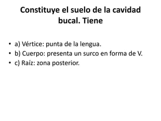 Constituye el suelo de la cavidad
             bucal. Tiene

• a) Vértice: punta de la lengua.
• b) Cuerpo: presenta un surco en forma de V.
• c) Raíz: zona posterior.
 