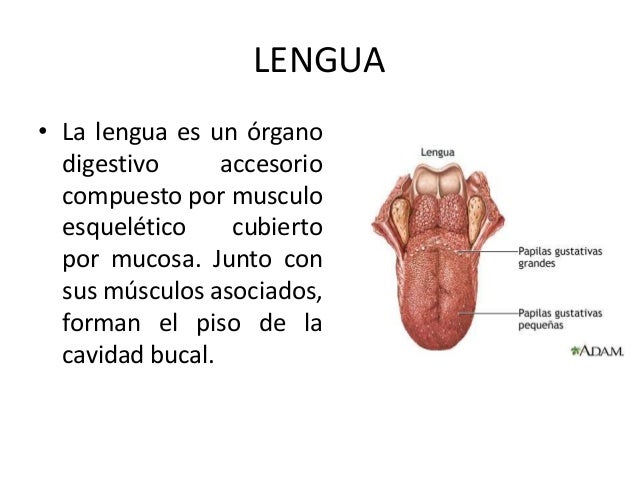 Lengua