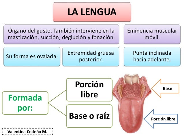 La Lengua