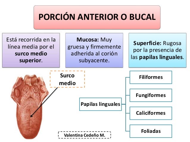 La Lengua