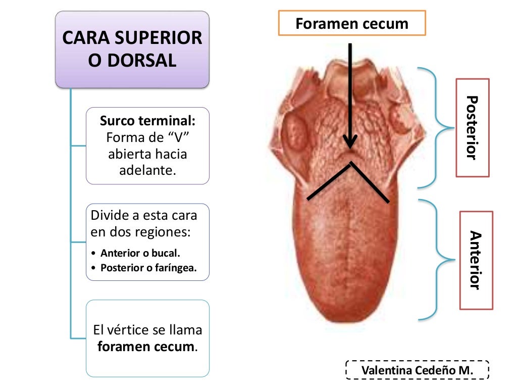 La Lengua Y Sus Partes