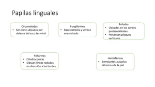 Papilas linguales
Circunvaladas
• Son siete ubicadas por
delante del suco terminal
Fungiformes
• Base estrecha y vértice
ensanchado
Filiformes
• Cilindroconicas
• Dibujan líneas radiadas
en dirección a los bordes
Foliadas
• Ubicadas en los bordes
posterolaterales
• Presentan pliegues
verticales
Hemisféricas
• Semejantes a papilas
dérmicas de la piel
 